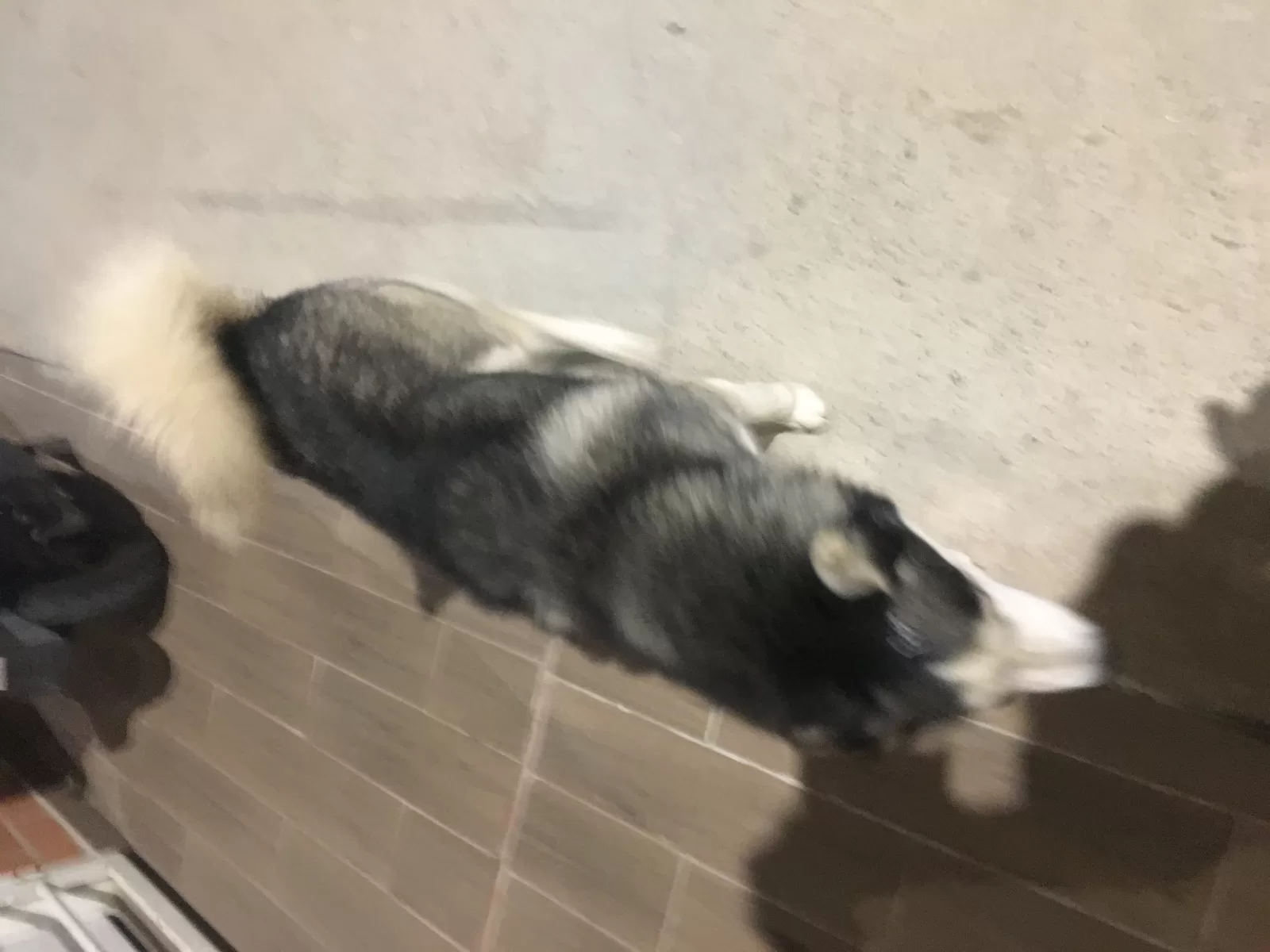Fotografía de Husky